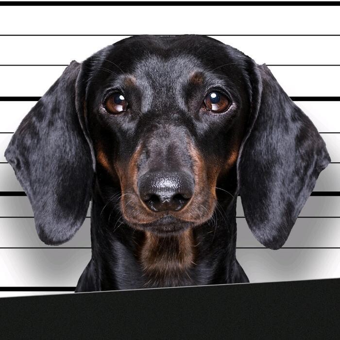 BAD DOG Hundeschule für Problemhunde Logo