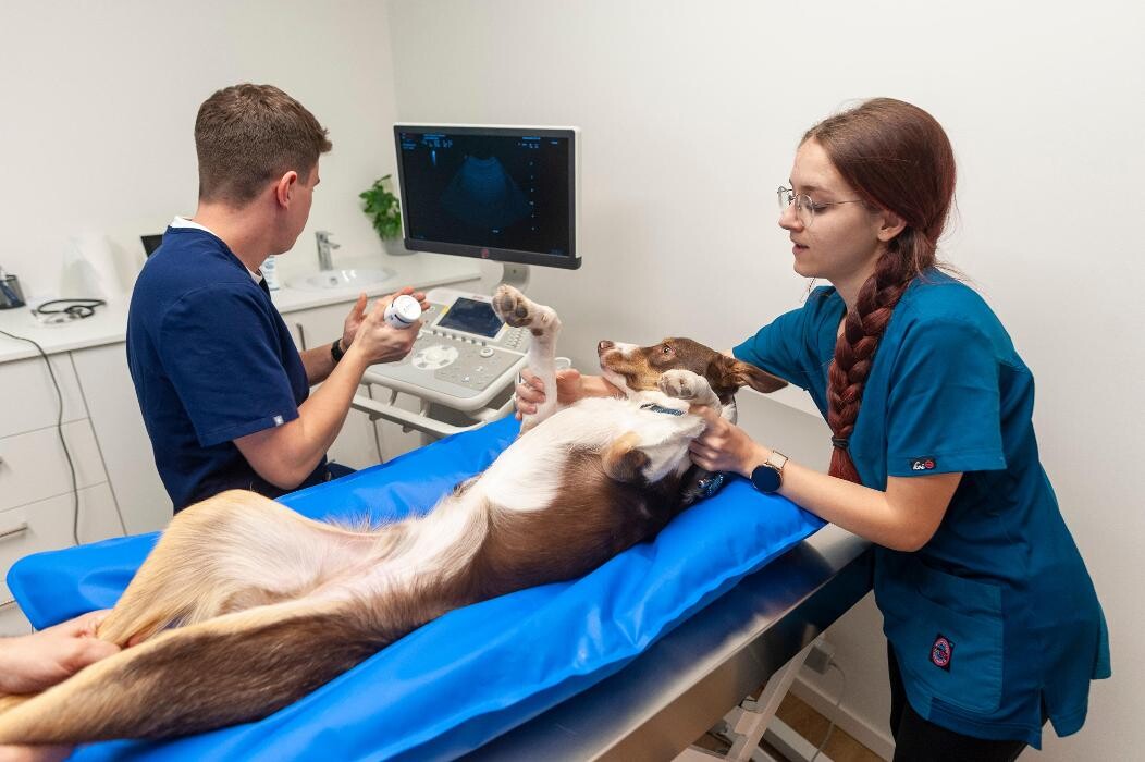Bilder VetGenève - Clinique vétérinaire