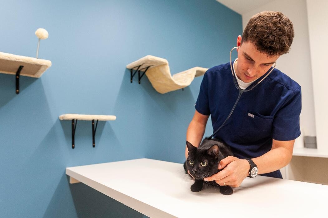 Bilder VetGenève - Clinique vétérinaire