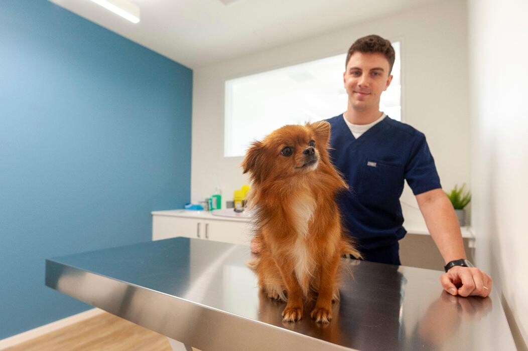 Bilder VetGenève - Clinique vétérinaire
