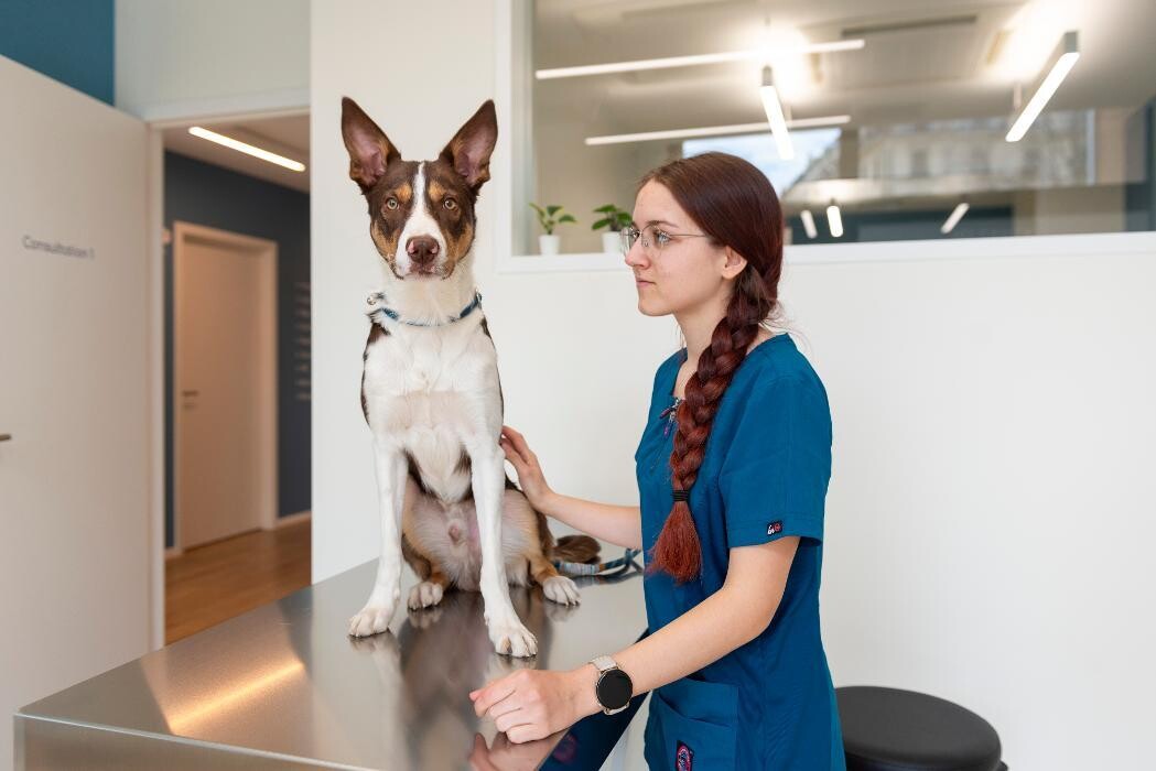 Bilder VetGenève - Clinique vétérinaire