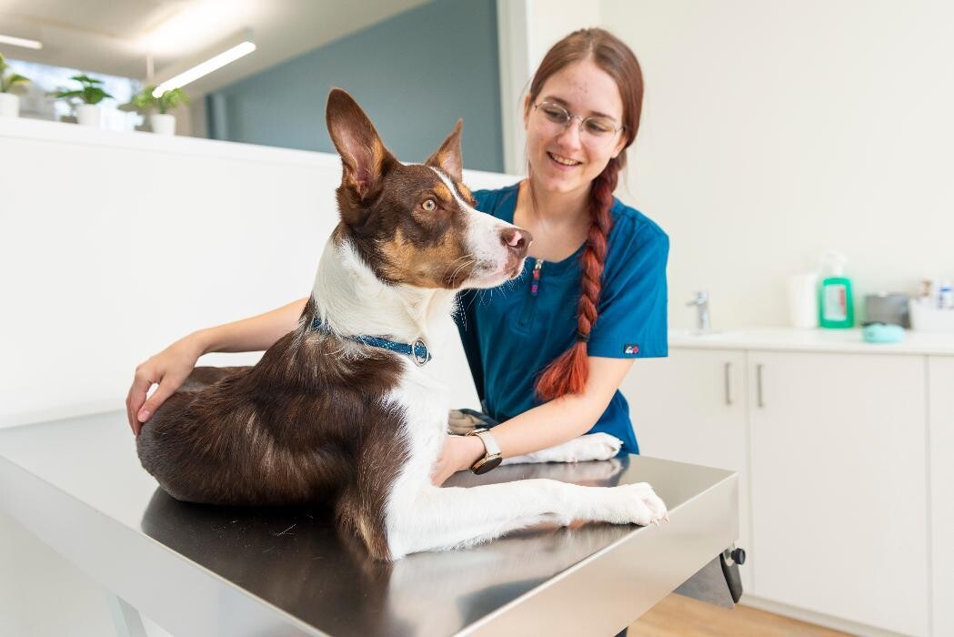 Bilder VetGenève - Clinique vétérinaire