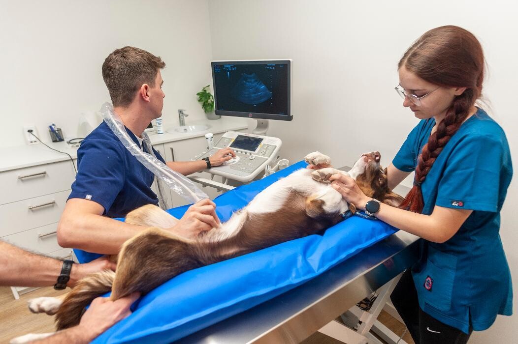 Bilder VetGenève - Clinique vétérinaire
