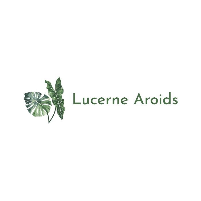 Lucerne Aroids Logo