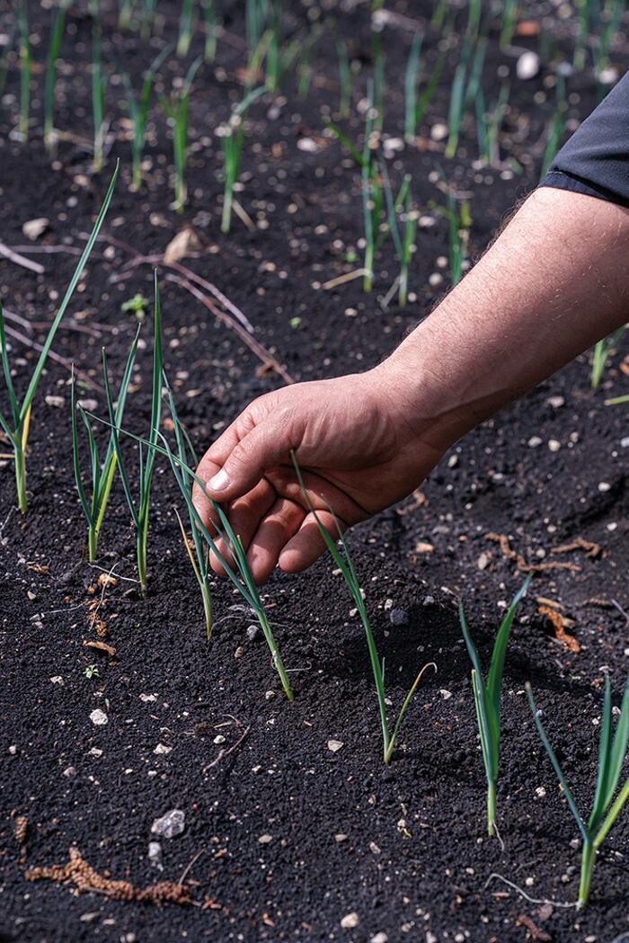 Bilder Stoll Légumes