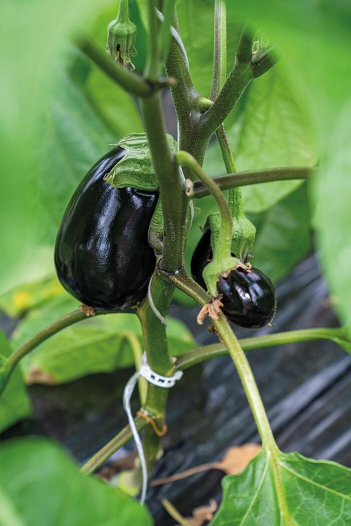 Bilder Stoll Légumes