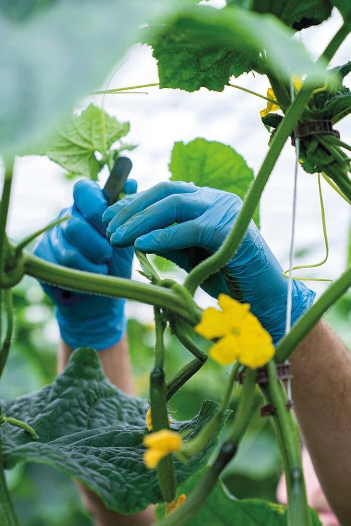 Bilder Stoll Légumes