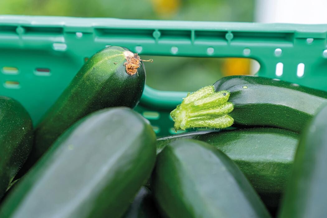Bilder Stoll Légumes