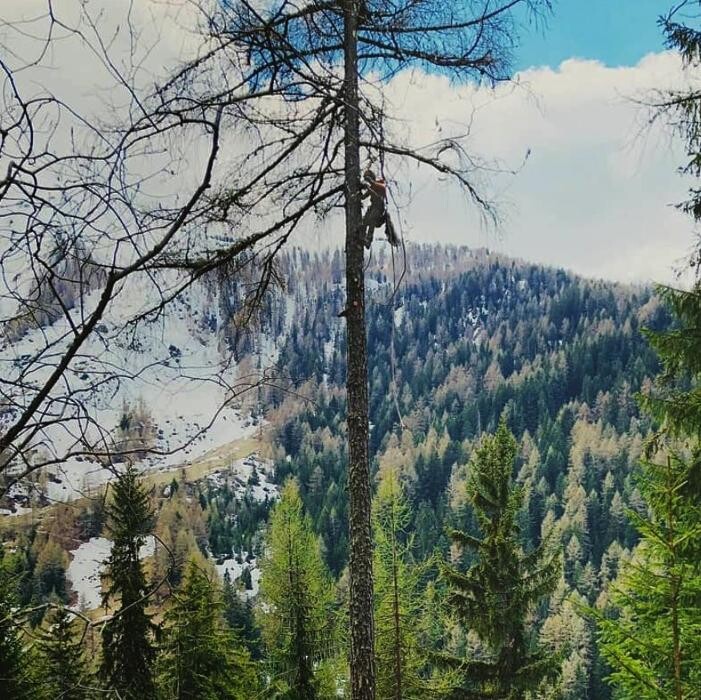Bilder Treebreathe Sàrl
