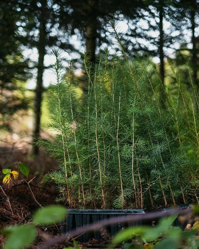 Bilder Treebreathe Sàrl