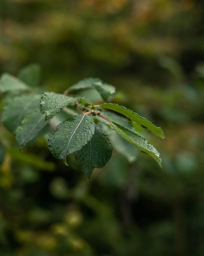 Bilder Treebreathe Sàrl