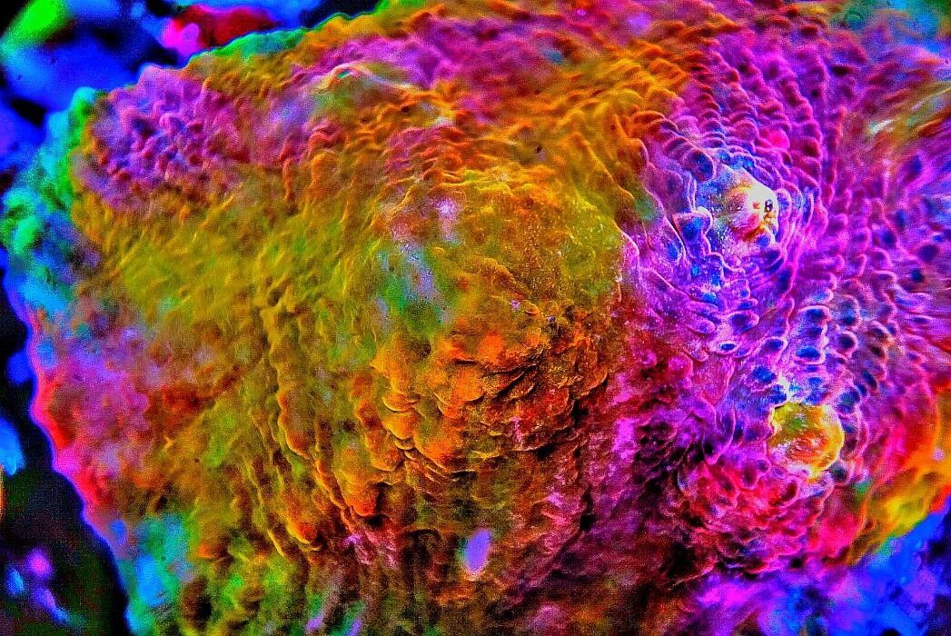 Bilder Aqua-Matrix Corals GmbH