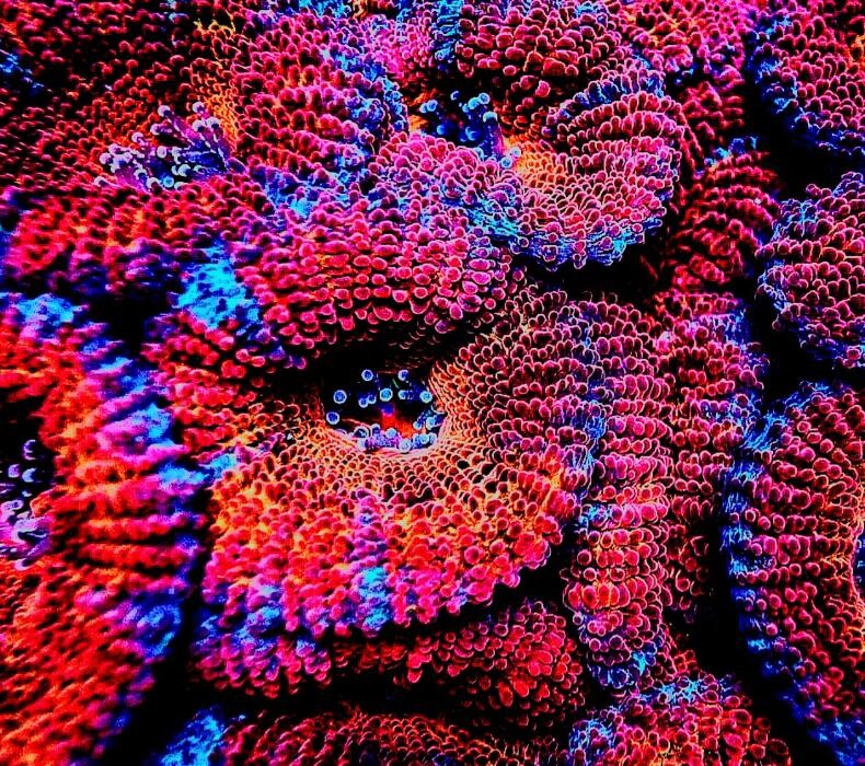 Bilder Aqua-Matrix Corals GmbH