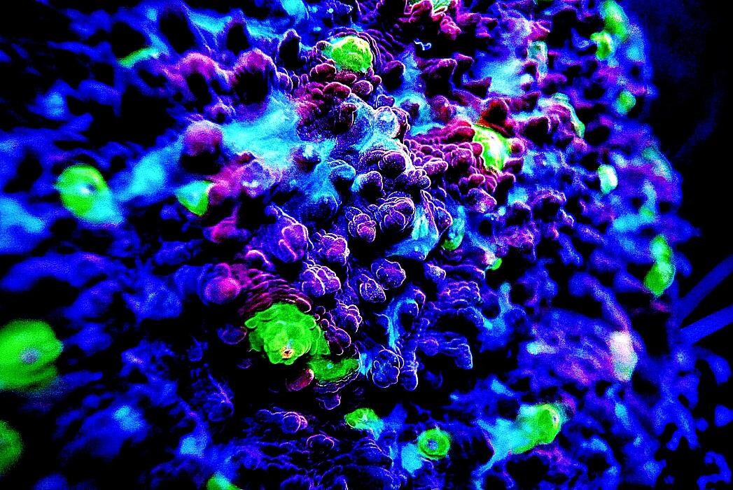 Bilder Aqua-Matrix Corals GmbH