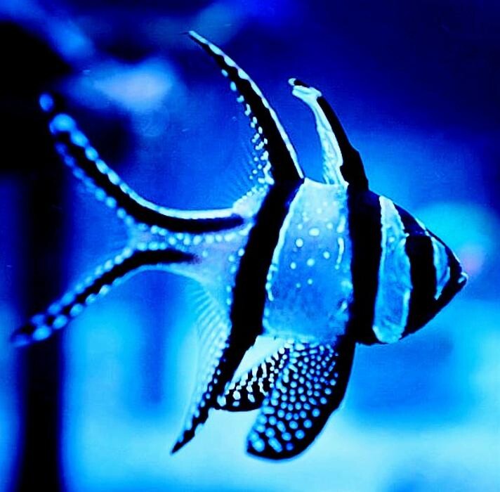 Bilder Aqua-Matrix Corals GmbH