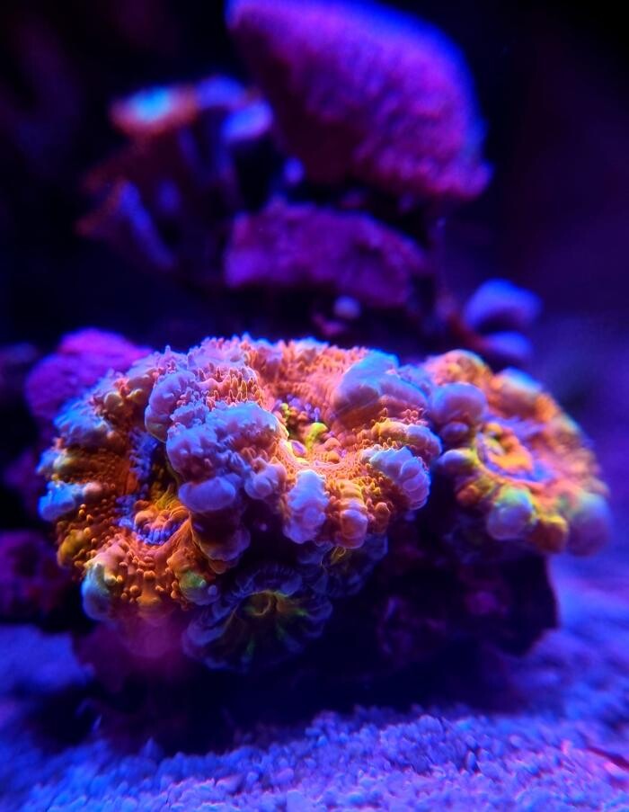 Bilder Aqua-Matrix Corals GmbH