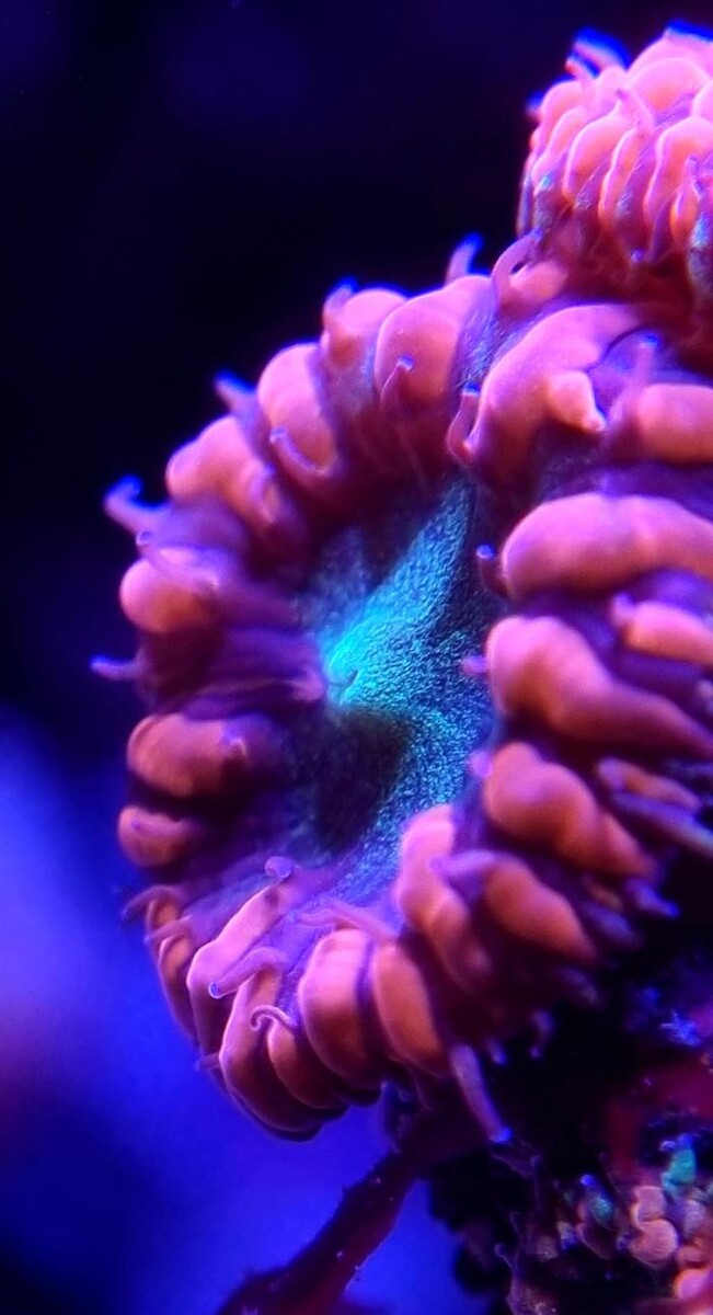 Bilder Aqua-Matrix Corals GmbH