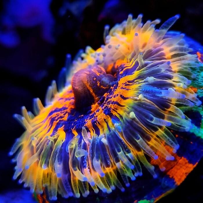 Bilder Aqua-Matrix Corals GmbH