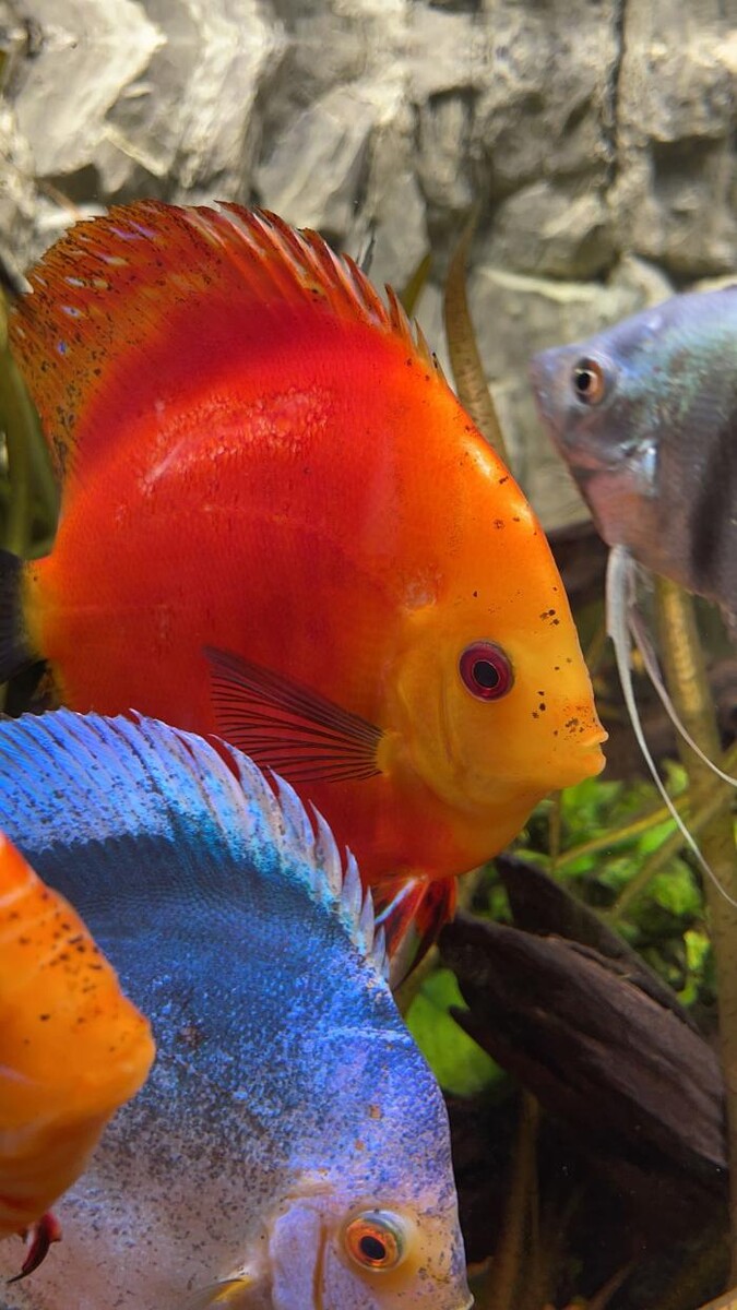 Bilder Aqua-Matrix Corals GmbH