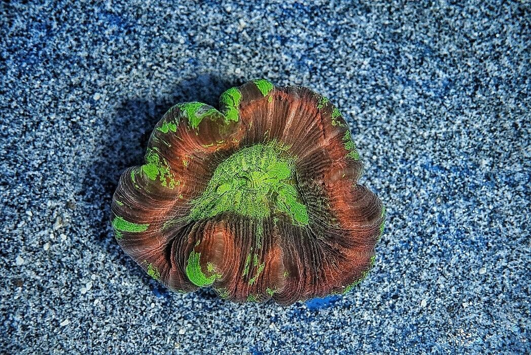 Bilder Aqua-Matrix Corals GmbH