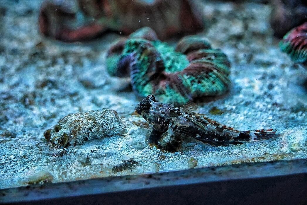 Bilder Aqua-Matrix Corals GmbH