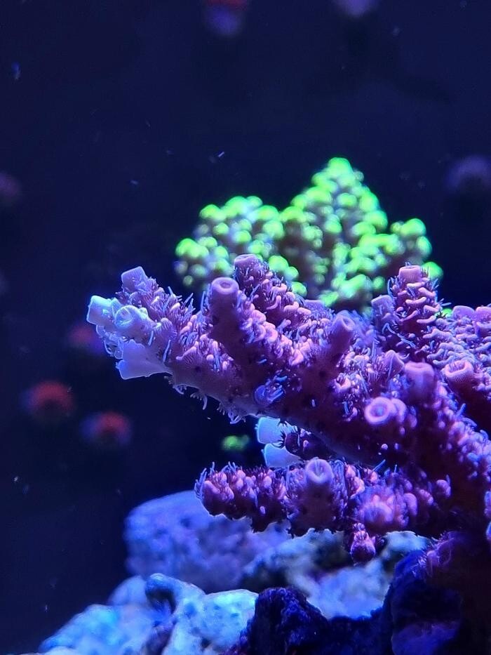 Bilder Aqua-Matrix Corals GmbH