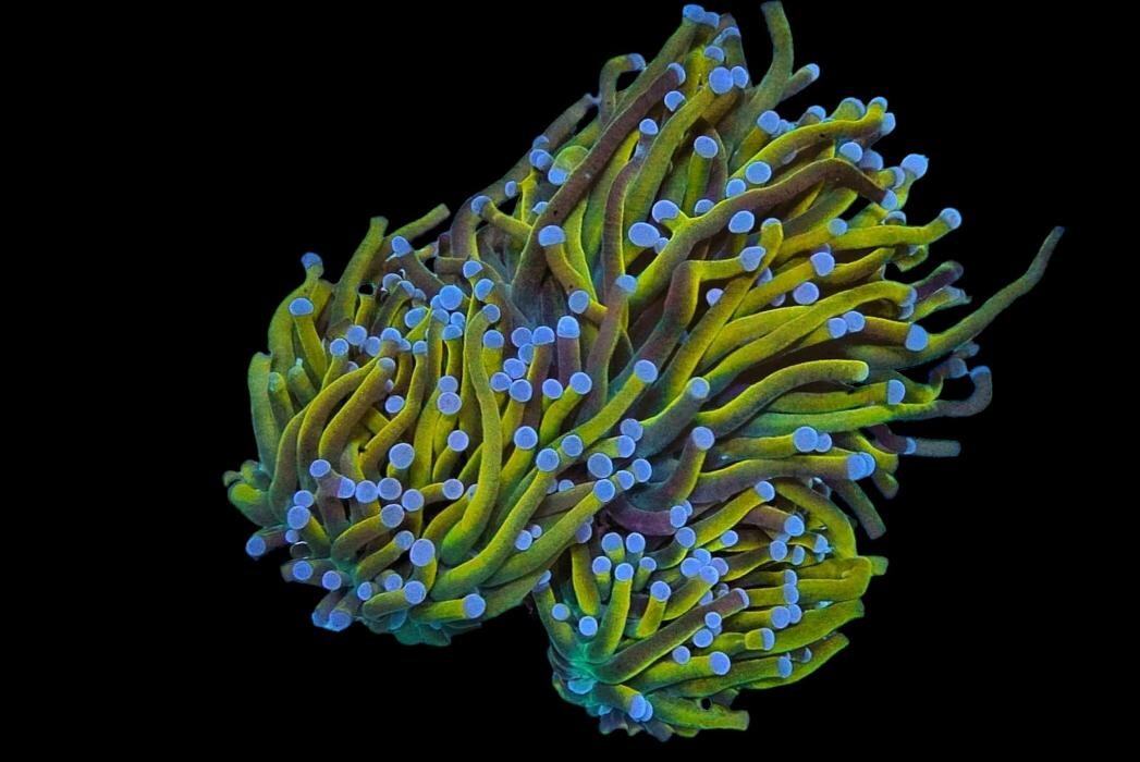 Bilder Aqua-Matrix Corals GmbH