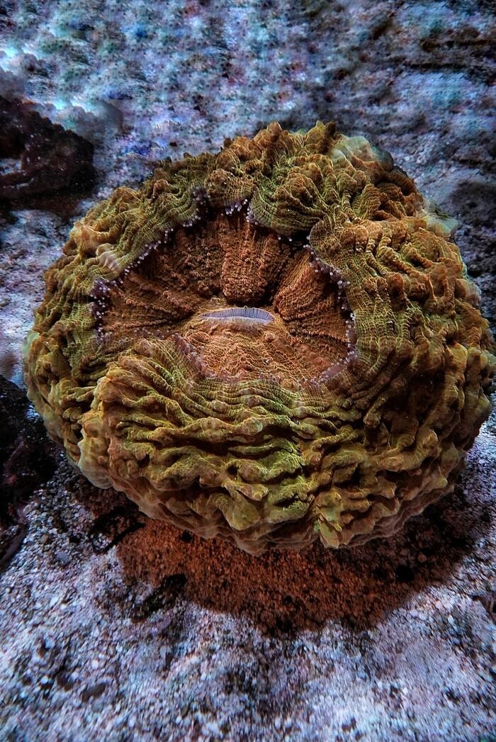 Bilder Aqua-Matrix Corals GmbH