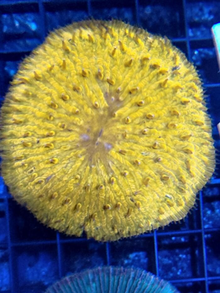 Bilder Aqua-Matrix Corals GmbH