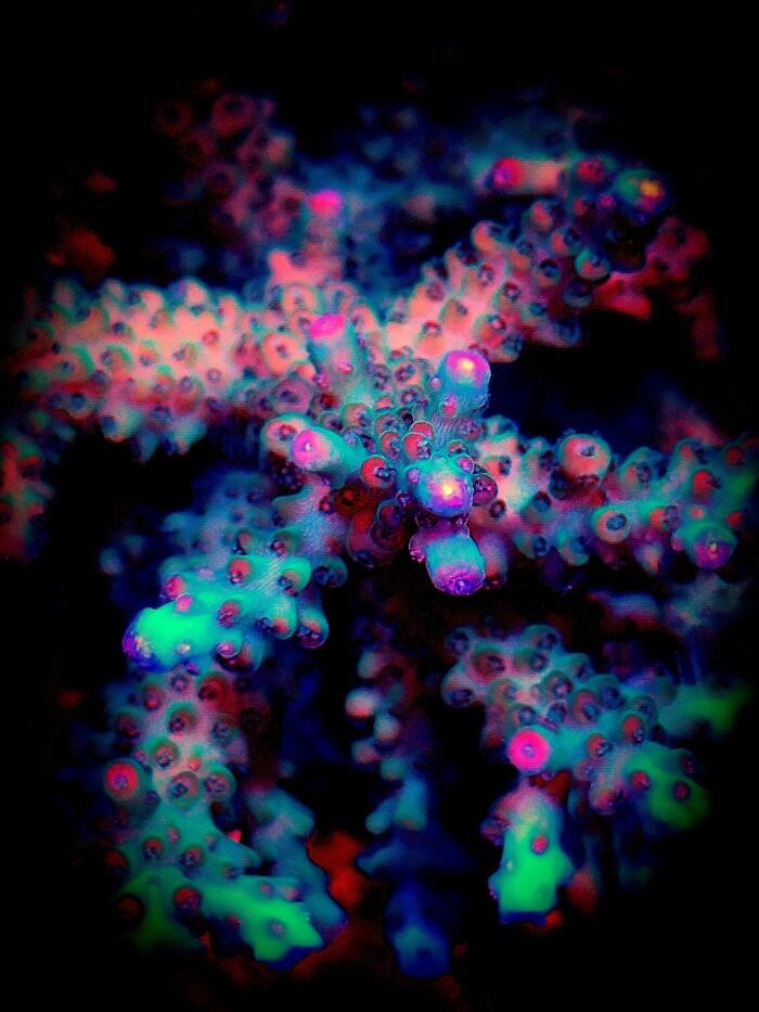 Bilder Aqua-Matrix Corals GmbH