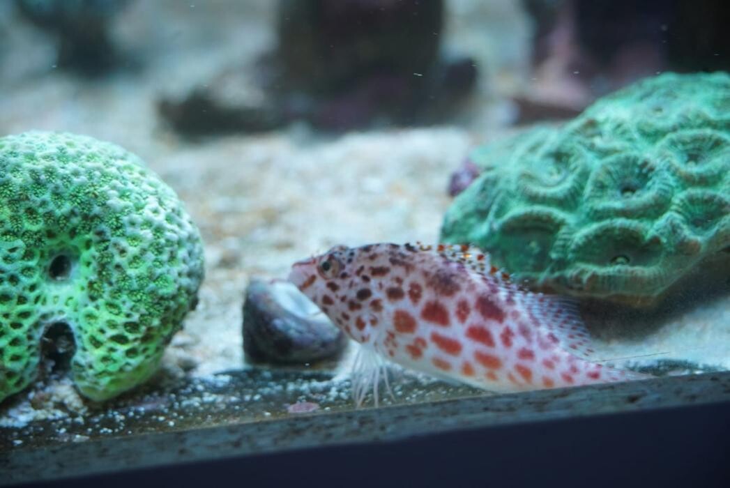 Bilder Aqua-Matrix Corals GmbH