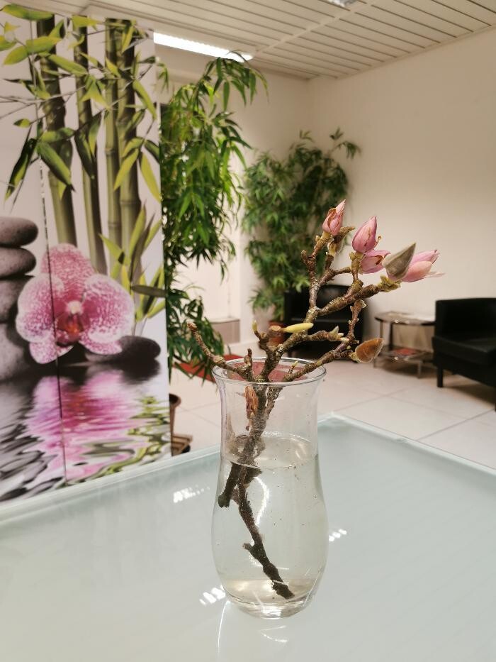 Bilder Gesundheitspraxis Li, TCM