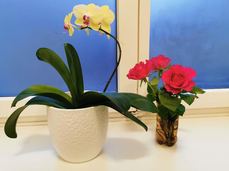 Bilder Gesundheitspraxis Li, TCM