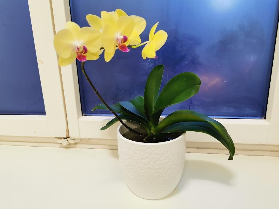Bilder Gesundheitspraxis Li, TCM