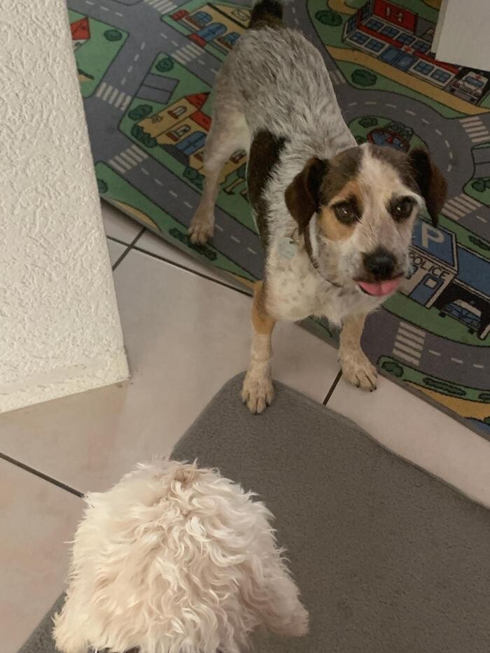 Bilder Hundebetreuung Oldies but Goldies