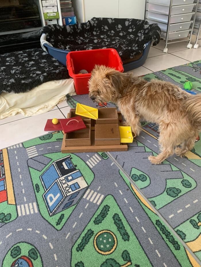 Bilder Hundebetreuung Oldies but Goldies