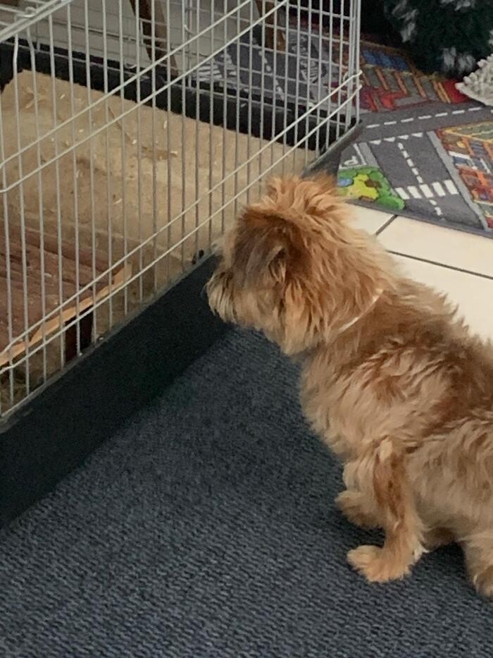 Bilder Hundebetreuung Oldies but Goldies