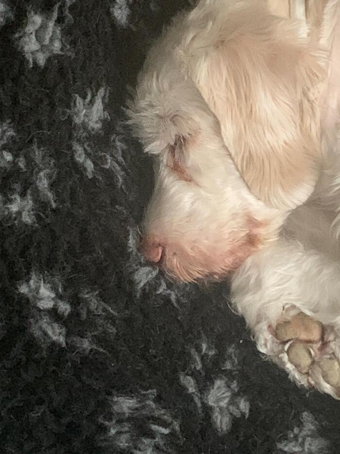 Bilder Hundebetreuung Oldies but Goldies