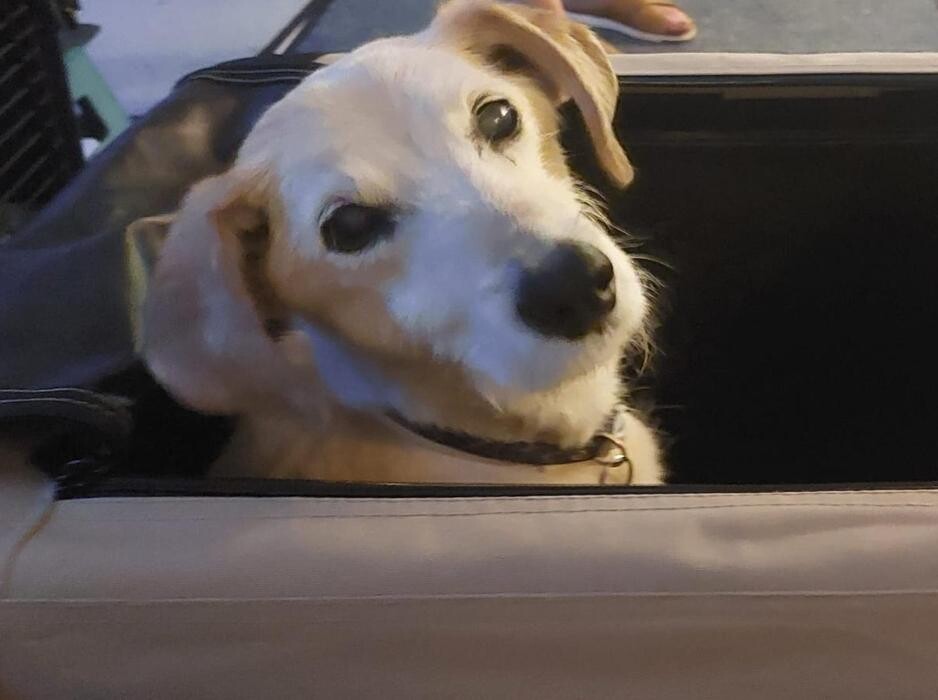 Bilder Hundebetreuung Oldies but Goldies