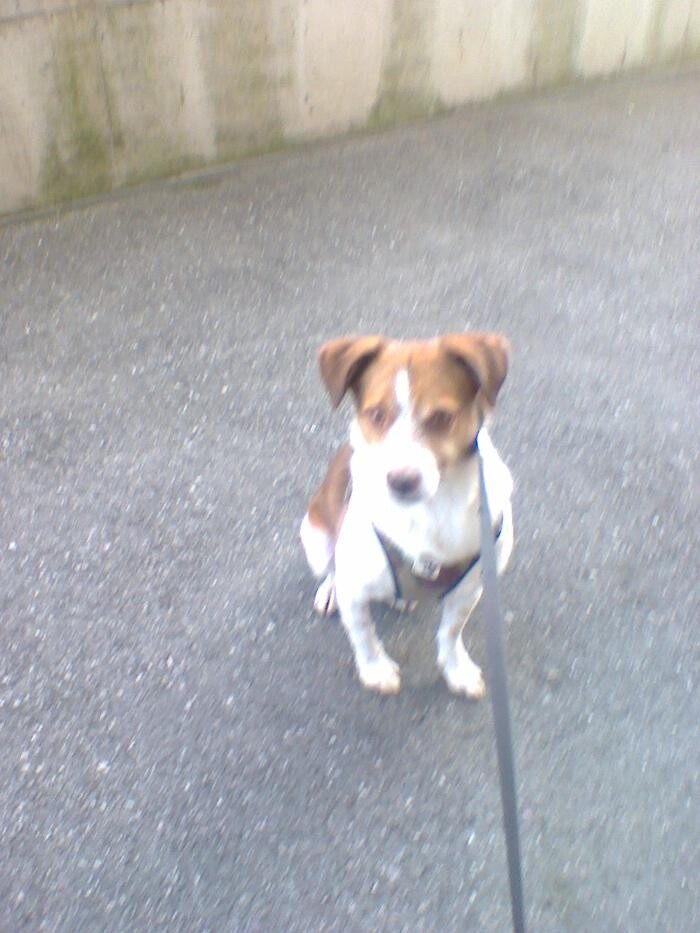 Bilder Hundebetreuung Oldies but Goldies