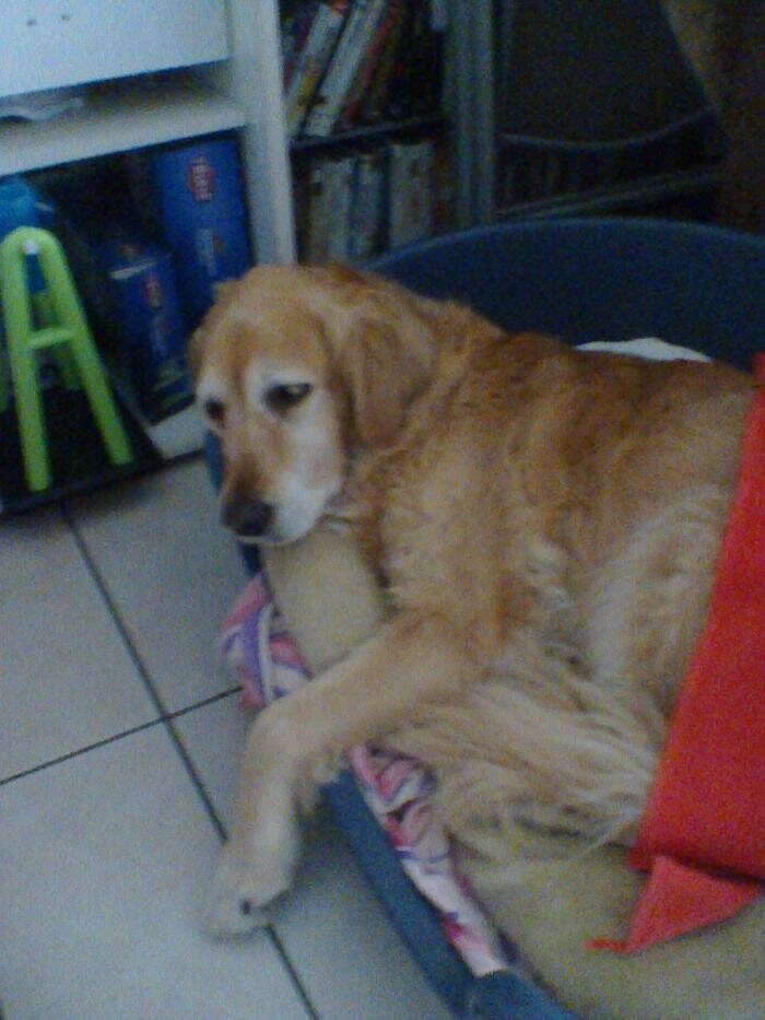 Bilder Hundebetreuung Oldies but Goldies