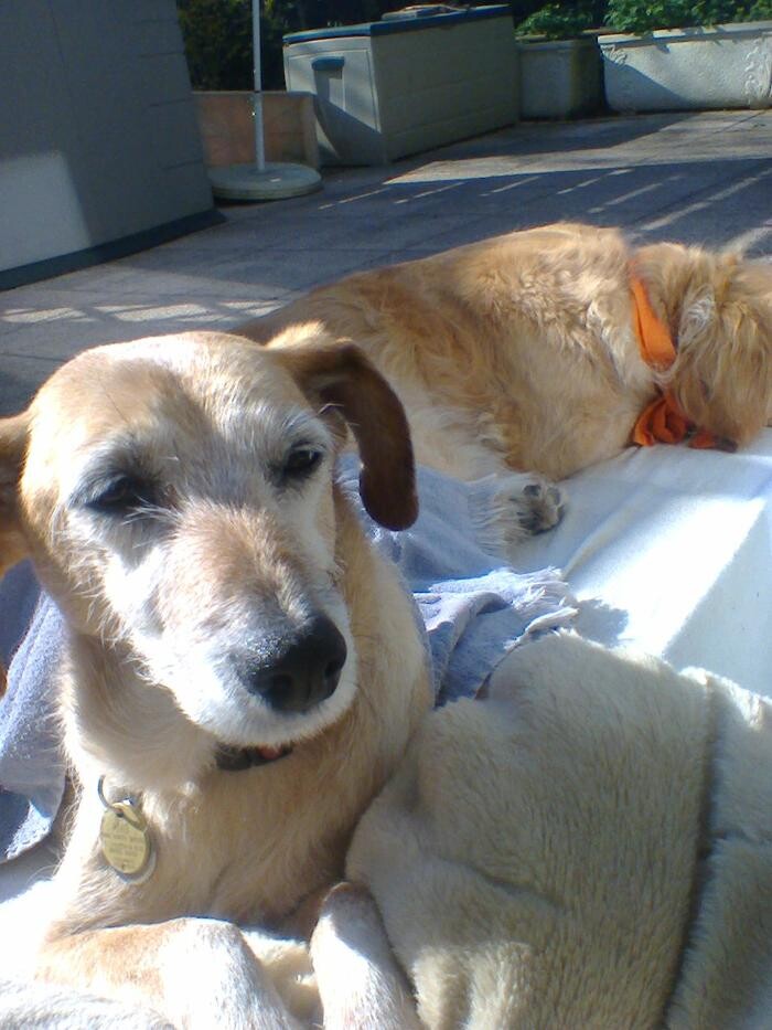 Bilder Hundebetreuung Oldies but Goldies