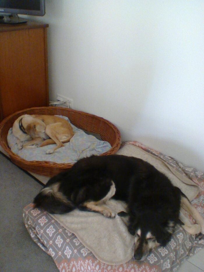 Bilder Hundebetreuung Oldies but Goldies