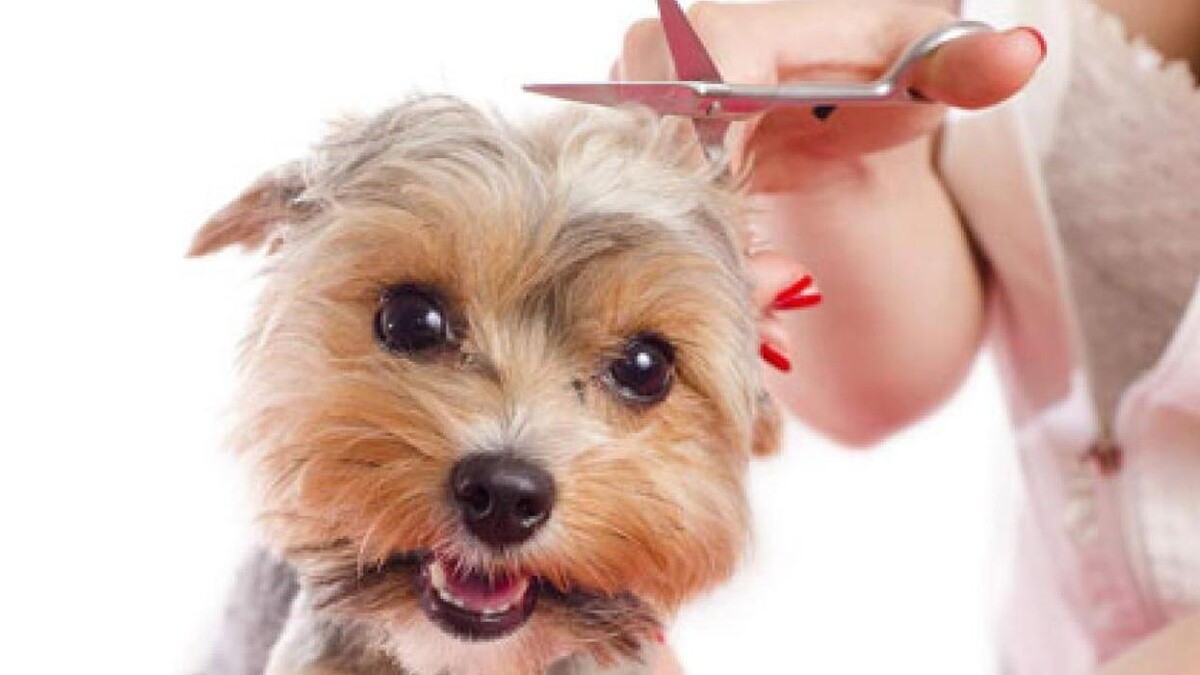 Bilder Hundesalon Pet Cut's