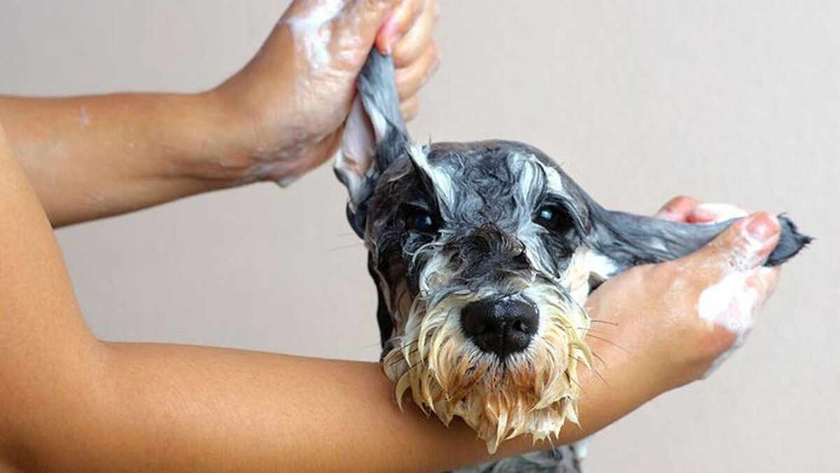 Bilder Hundesalon Pet Cut's
