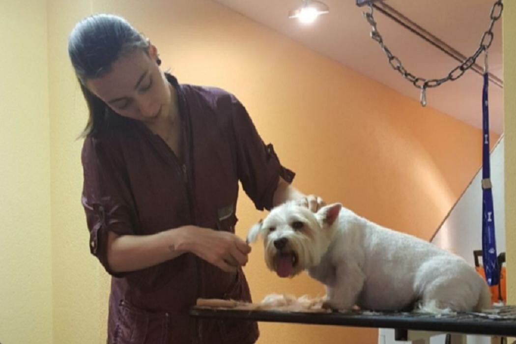 Bilder Hundesalon Pet Cut's
