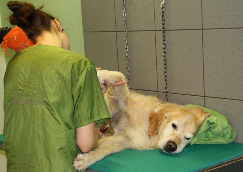 Bilder Hundesalon Pet Cut's
