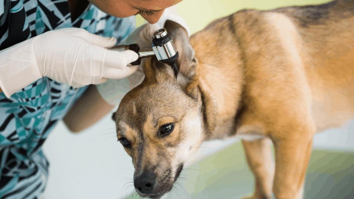 Bilder Hundesalon Pet Cut's