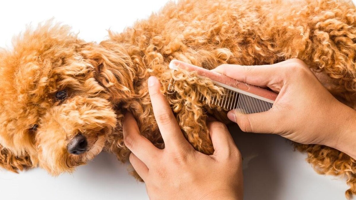 Bilder Hundesalon Pet Cut's