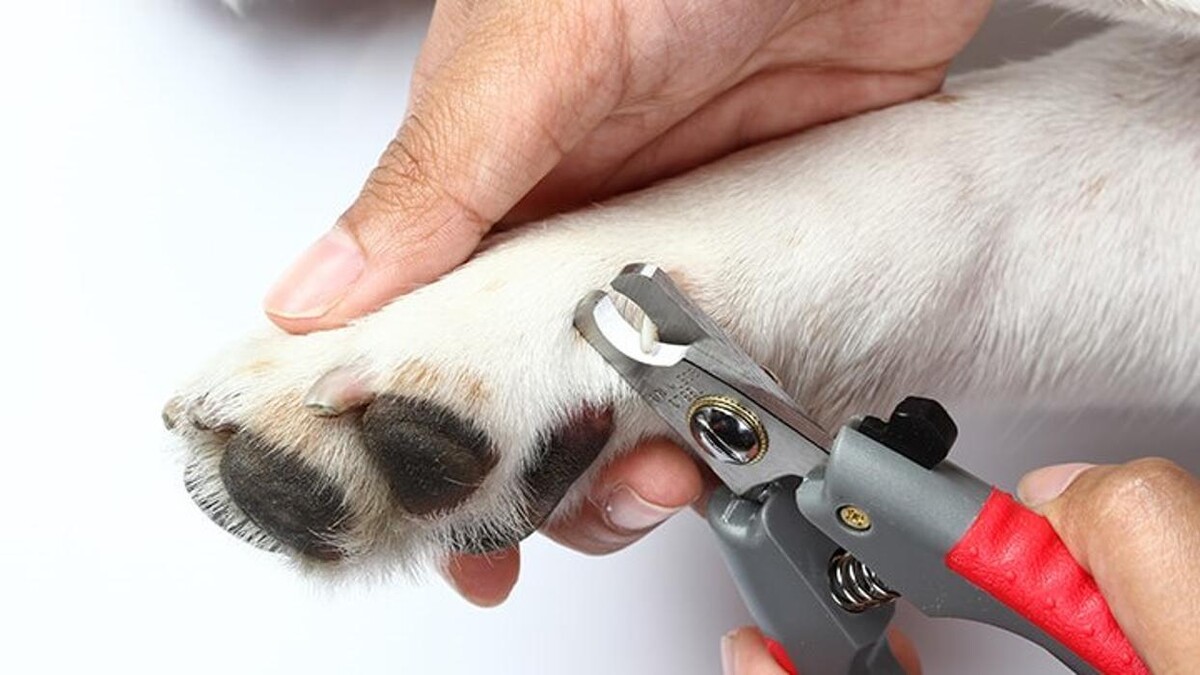 Bilder Hundesalon Pet Cut's